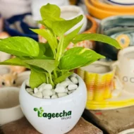 Golden money plant with pot - Image 5