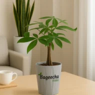 Money tree with pot - Image 4
