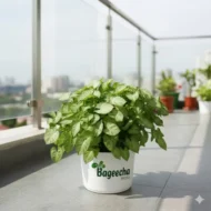 Syngonium plant with pot(outdoor)