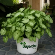 Syngonium plant with pot(outdoor) - Image 3