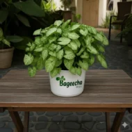 Syngonium plant with pot(outdoor) - Image 4