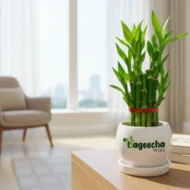 LUCKY BAMBOO PLANT–2 LAYER - Image 2