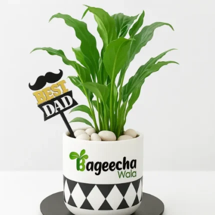 Piece Lilly with Sermic Pot (Outdoor)