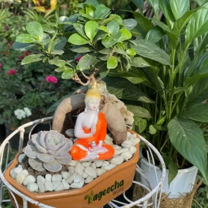 Ficus Bonsai & Succulent Plants with Ceramic Planter