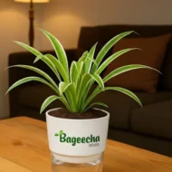 Spider Plant with Self-Watering Pot