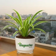 Spider Plant with Self-Watering Pot - Image 4