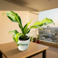 Dracaena plant with pot