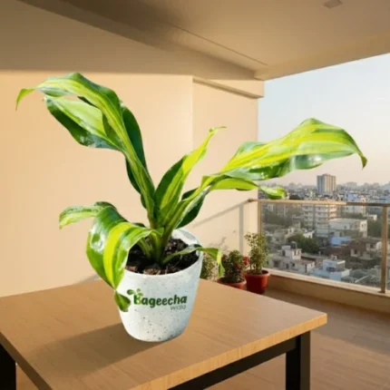 Dracaena plant with pot