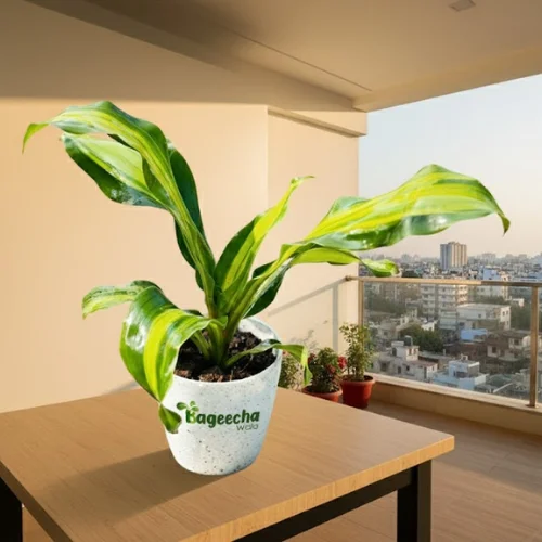 Dracaena plant with pot