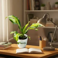 Dracaena plant with pot - Image 4
