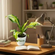 Dracaena plant with pot - Image 3