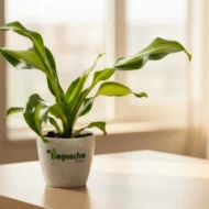 Dracaena plant with pot - Image 2