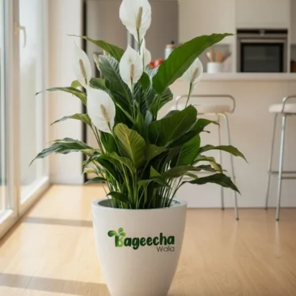 Peace lily Plant
