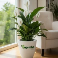 Peace lily Plant - Image 2