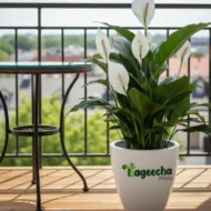 Peace lily Plant - Image 3