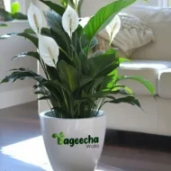 Peace lily Plant - Image 4