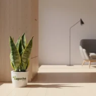 Snake Plant with Ceramic Pot - Image 4