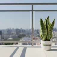 Snake Plant with Ceramic Pot - Image 3