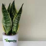 Snake Plant with Ceramic Pot