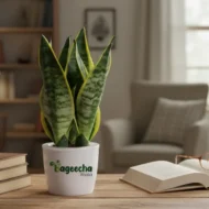 Snake Plant with Ceramic Pot - Image 2