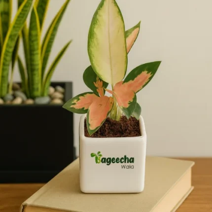 Pink Aglaonema With Pot