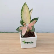 Pink Aglaonema With Pot - Image 4