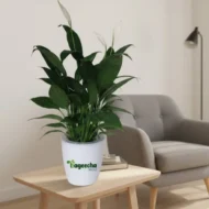 Peace Lily With  Ceramic POT - Image 3