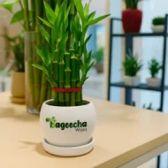 LUCKY BAMBOO PLANT–2 LAYER - Image 3