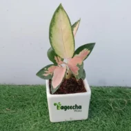 Pink Aglaonema With Pot - Image 3