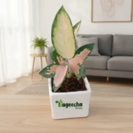 Pink Aglaonema With Pot - Image 2