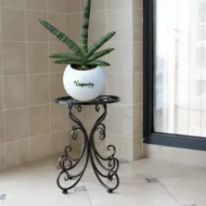 Sansevieria Cylindrica with Ceramic Pot