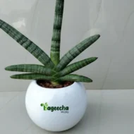 Sansevieria Cylindrica with Ceramic Pot - Image 3