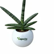 Sansevieria Cylindrica with Ceramic Pot - Image 2