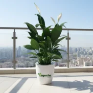 Peace Lily With  Ceramic POT - Image 4
