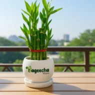 LUCKY BAMBOO PLANT–2 LAYER - Image 4