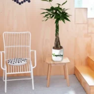 Money Tree With Ceramic POT - Image 2