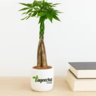 Money Tree With Ceramic POT - Image 3