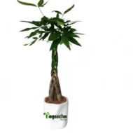 Money Tree With Ceramic POT - Image 4