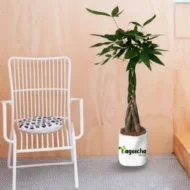 Money Tree With Ceramic POT