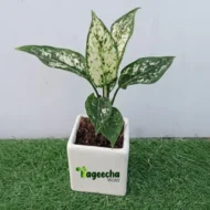 Aglaonema Natural Super White with Pot - Image 2