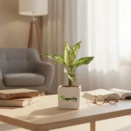 Aglaonema Natural Super White with Pot - Image 4