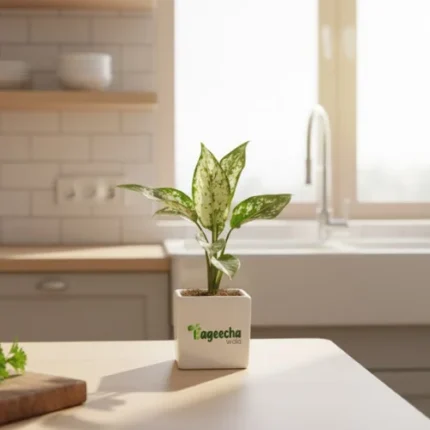 Aglaonema Natural Super White with Pot