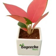 Aglaonema Pink Beauty Plant with Ceramic Pot - Image 2