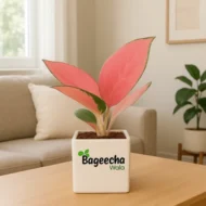 Aglaonema Pink Beauty Plant with Ceramic Pot