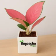 Aglaonema Pink Beauty Plant with Ceramic Pot - Image 3