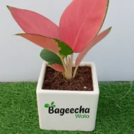 Aglaonema Pink Beauty Plant with Ceramic Pot - Image 4