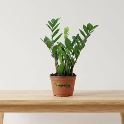 ZZ Plant with nursery pot