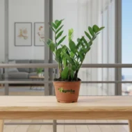 ZZ Plant with nursery pot - Image 2