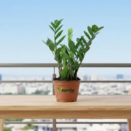 ZZ Plant with nursery pot - Image 4