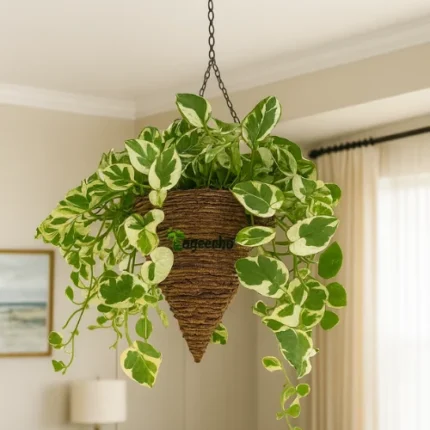 Ceramic Indoor Planter